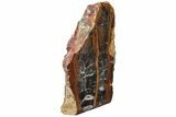 Petrified Wood (Sycamore) Stand-Up - Parker, Colorado #228121-1